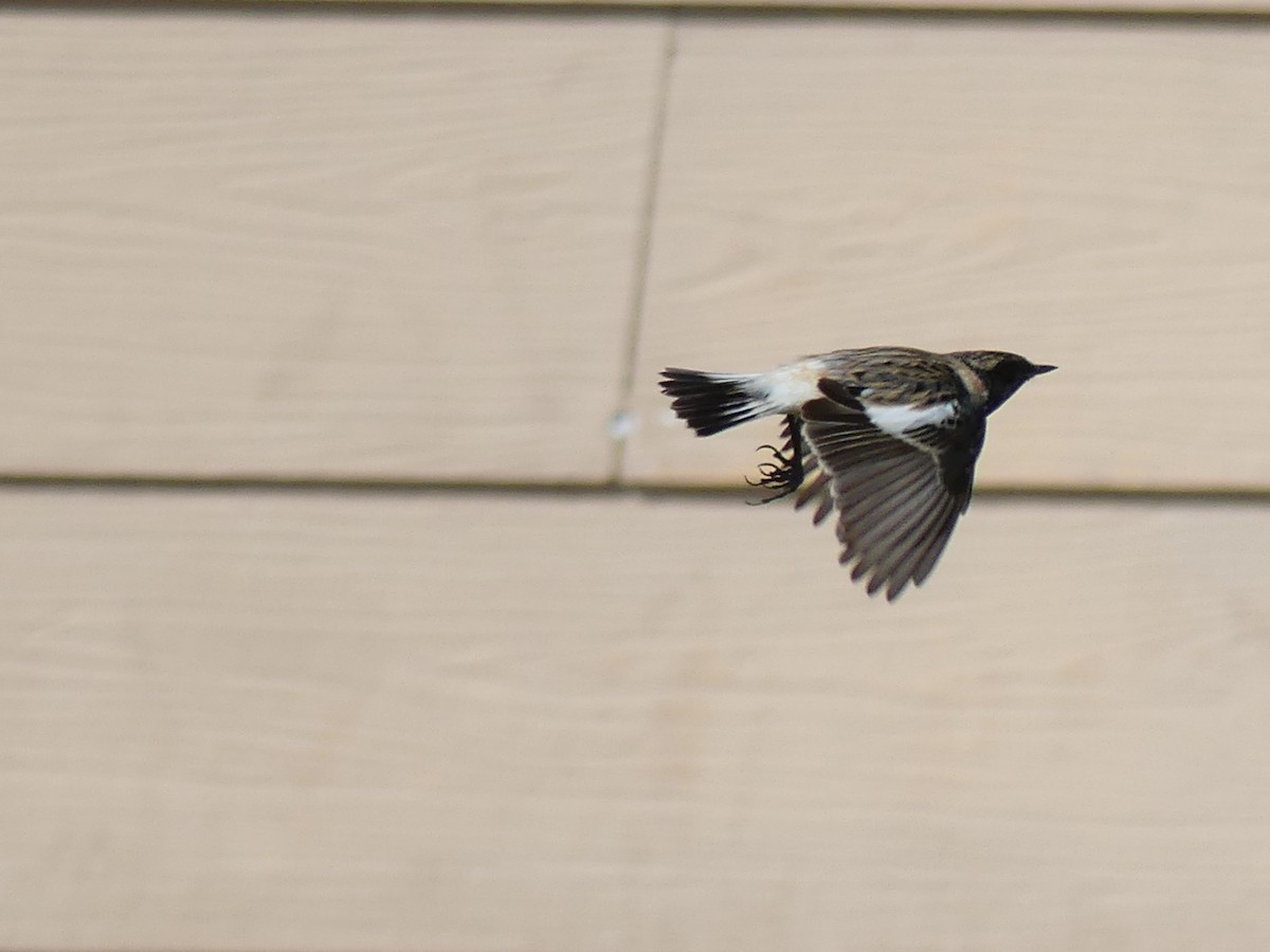 Siberian Stonechat (Caspian) - ML541500631