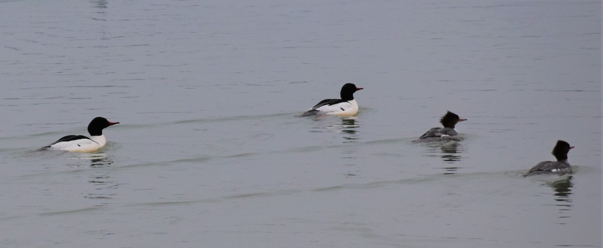 Common Merganser - Jan Klooster