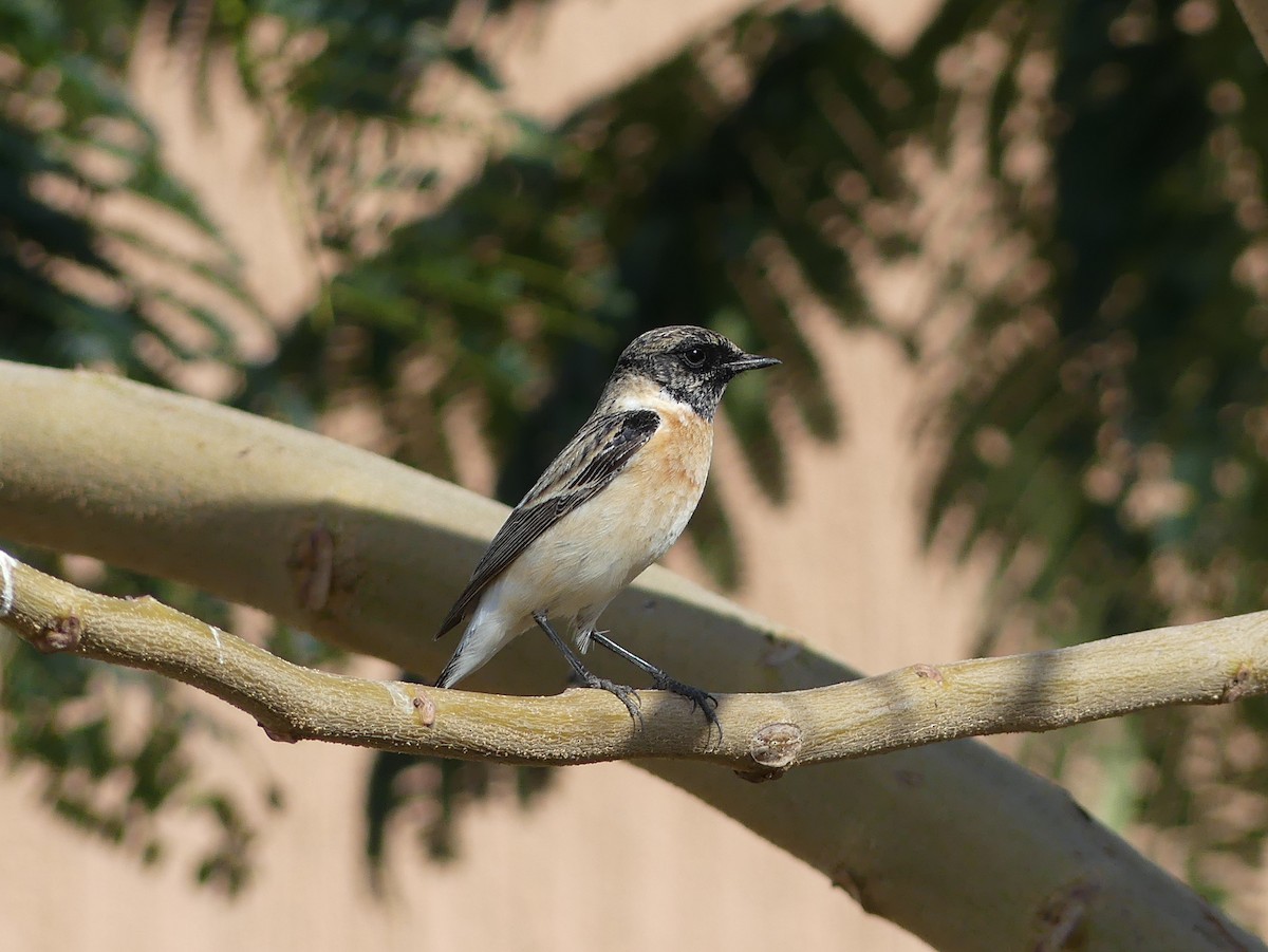 Siberian Stonechat (Caspian) - ML541500871
