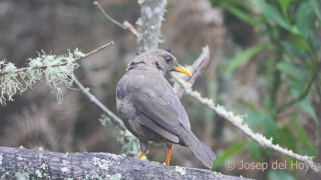 Great Thrush - ML541501161