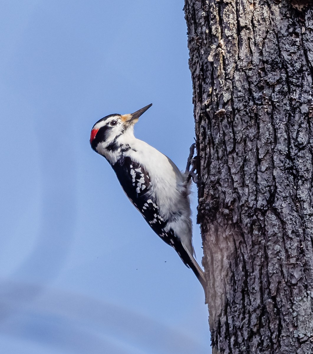 Hairy Woodpecker - ML541502771