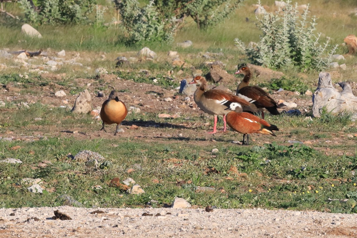 Egyptian Goose - ML541503231