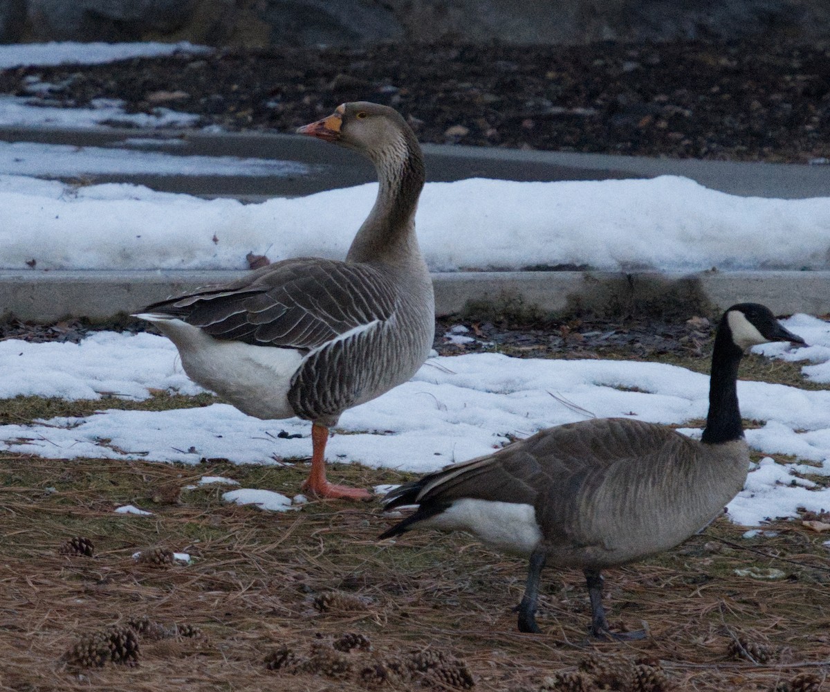 Domestic goose sp. (Domestic type) - ML541503331