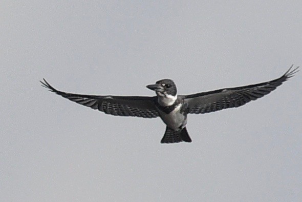 Belted Kingfisher - ML541503591