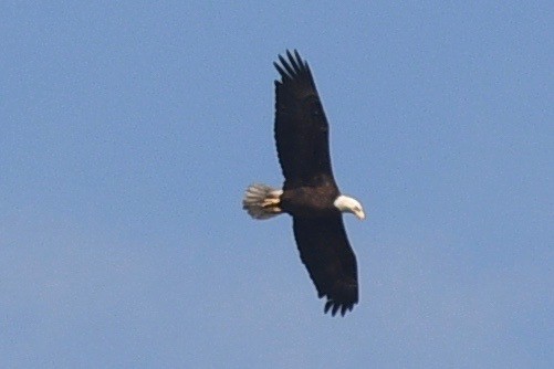 Bald Eagle - ML541503751