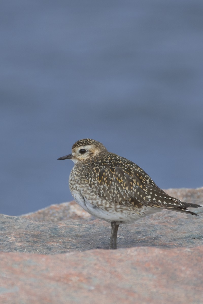 European Golden-Plover - ML541504331