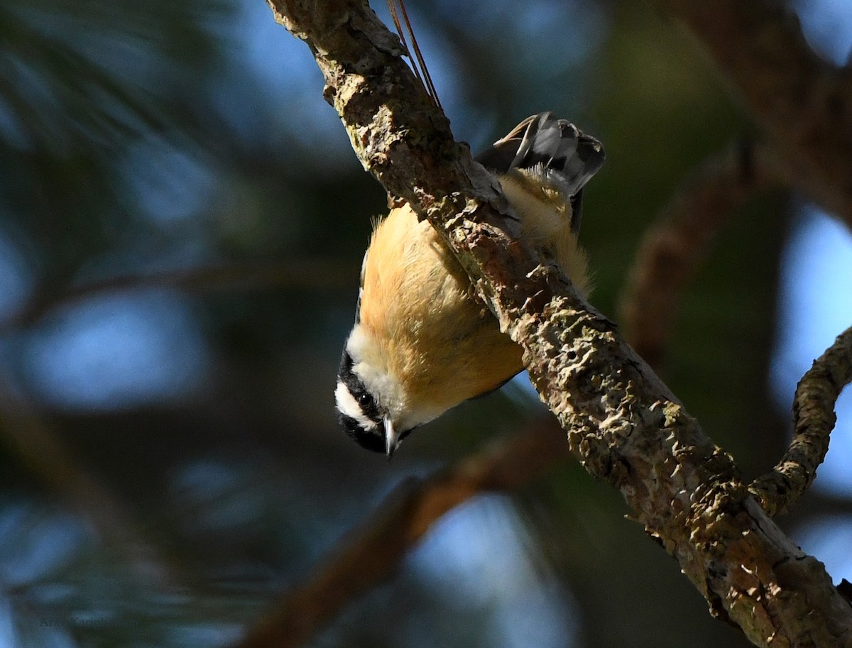 Red-breasted Nuthatch - ML541505261