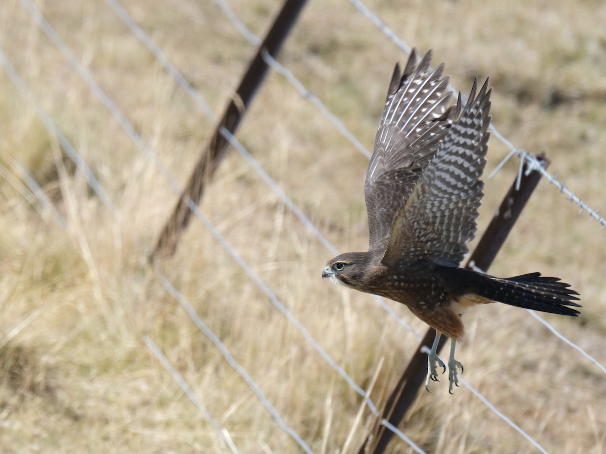 New Zealand Falcon - ML541505291