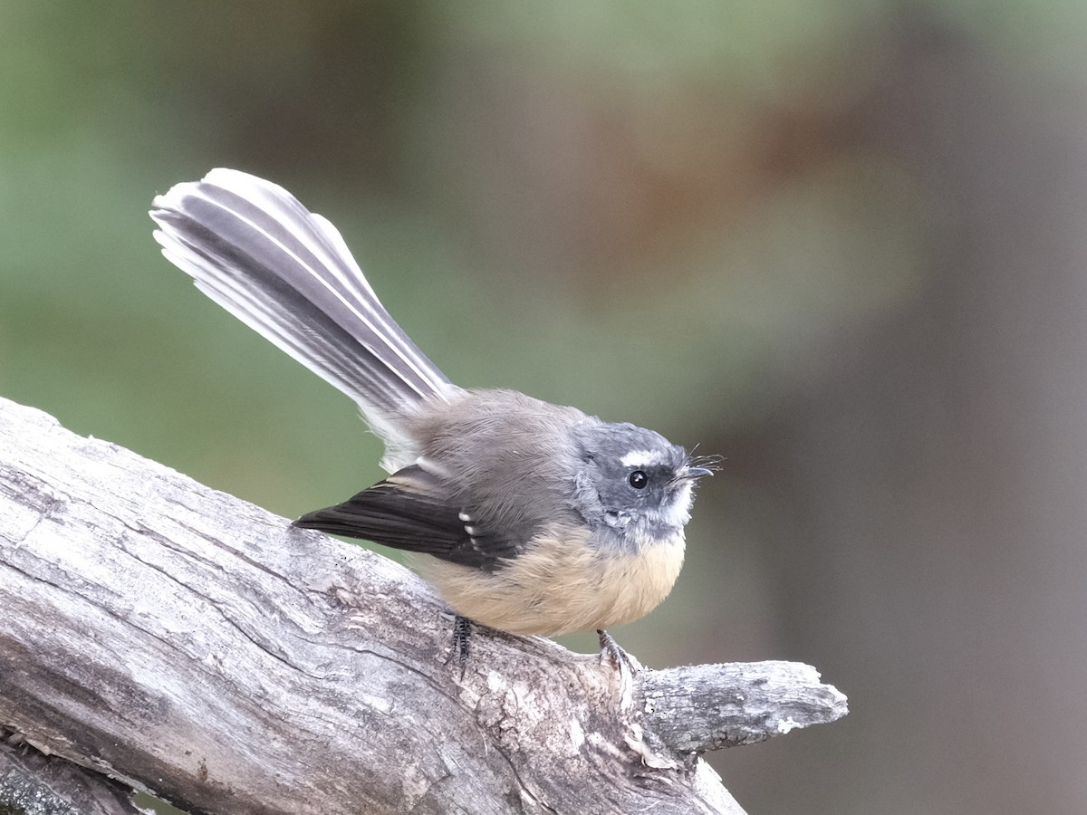 New Zealand Fantail - ML541505381