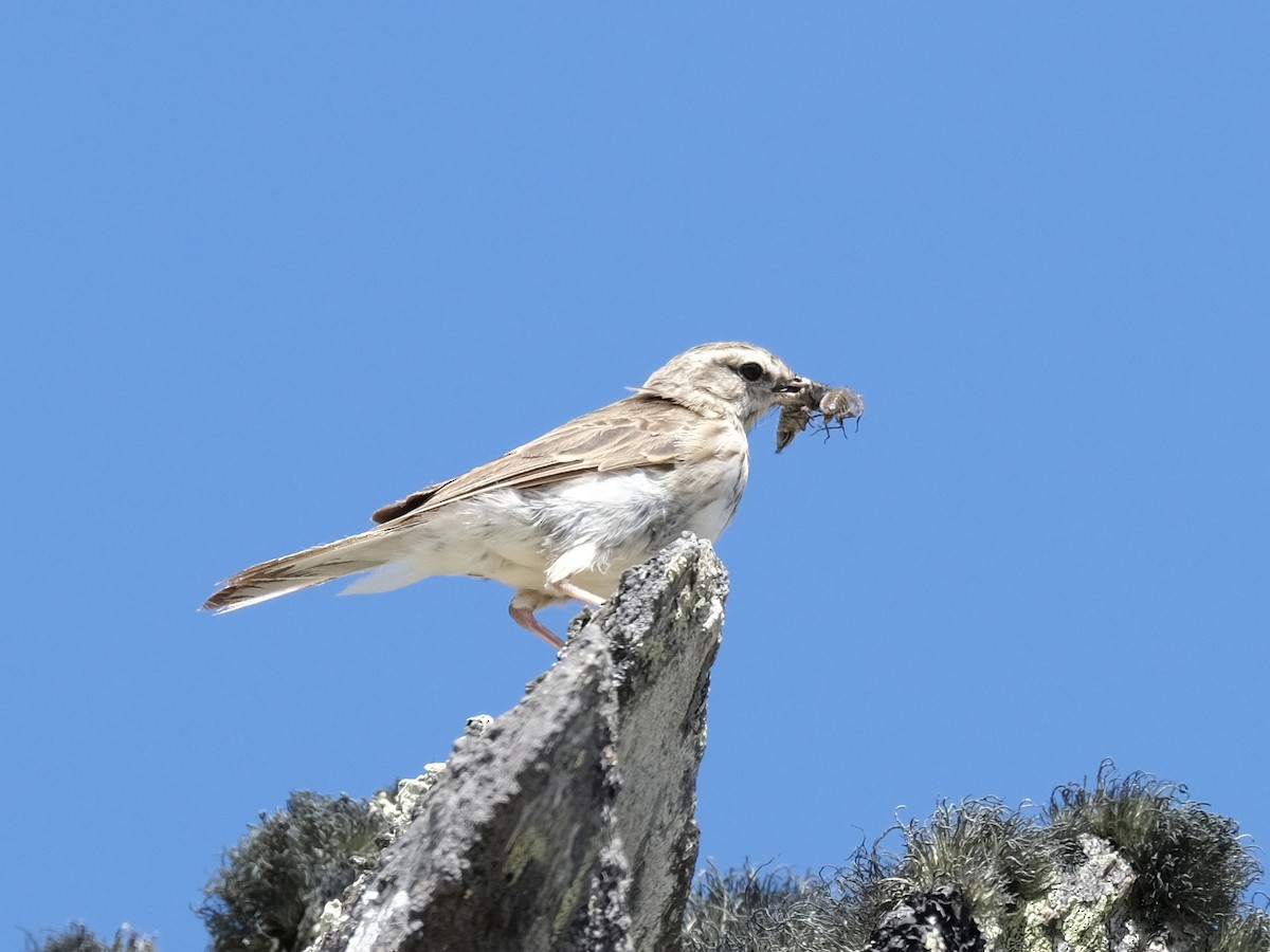 New Zealand Pipit - Gareth Pellas