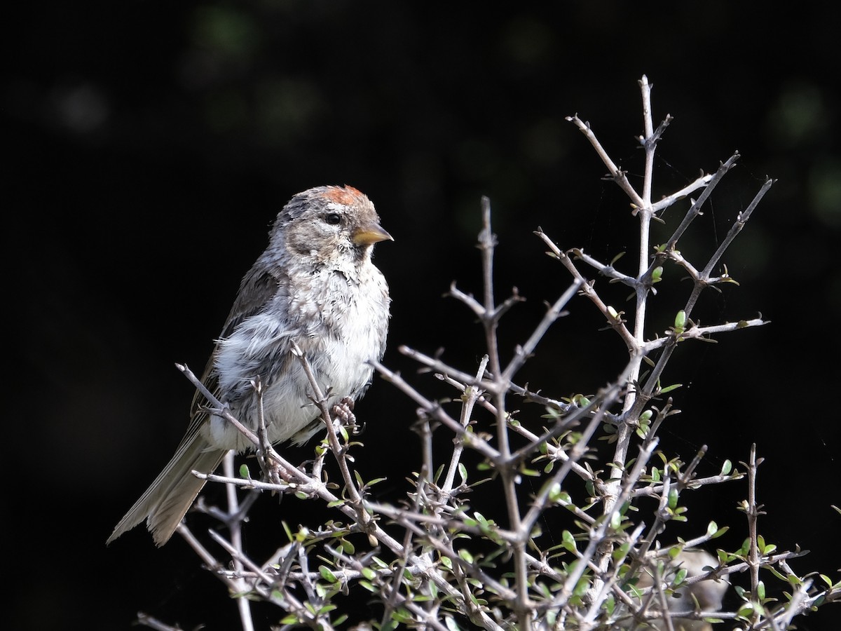 Lesser Redpoll - ML541505451