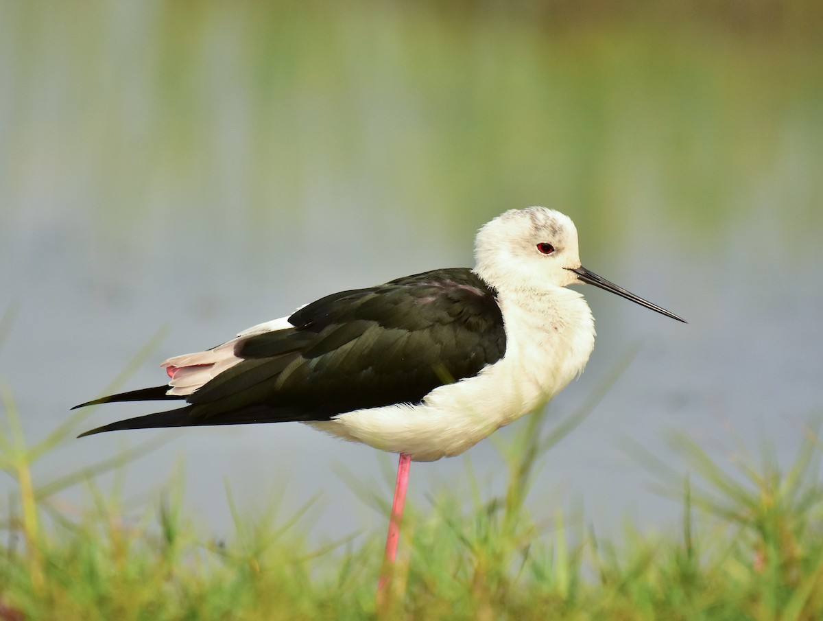 Black-winged Stilt - Arindam Roy