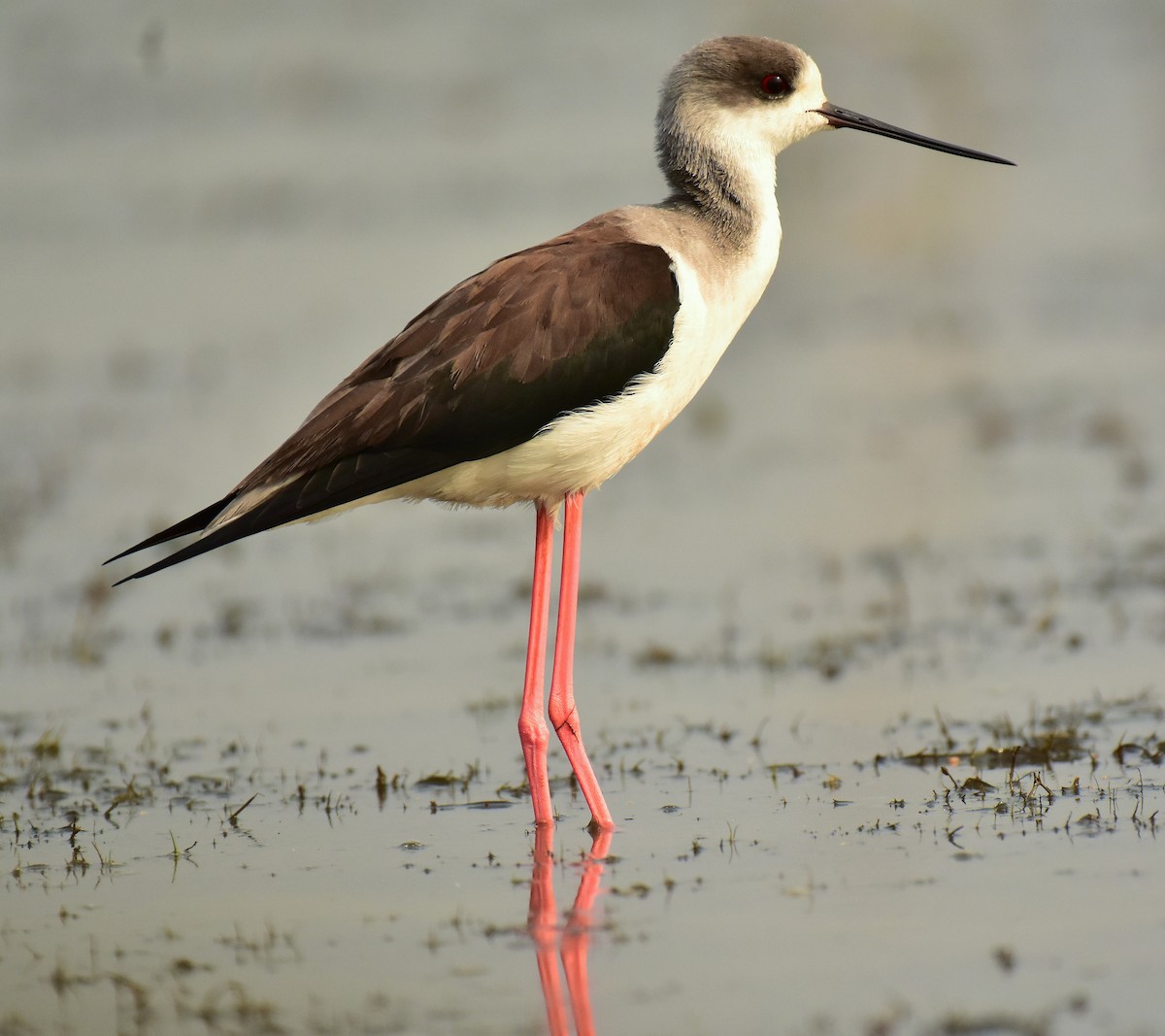 Black-winged Stilt - Arindam Roy