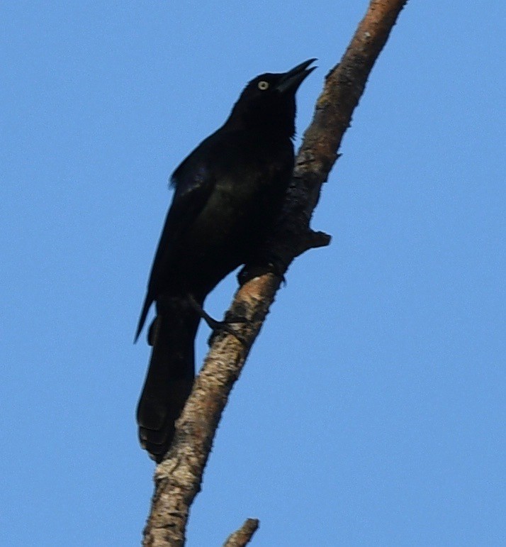 Common Grackle - barbara segal