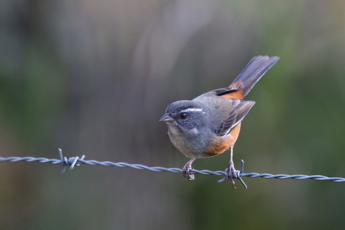 Gray-throated Warbling Finch - Marcos Eugênio Birding Guide