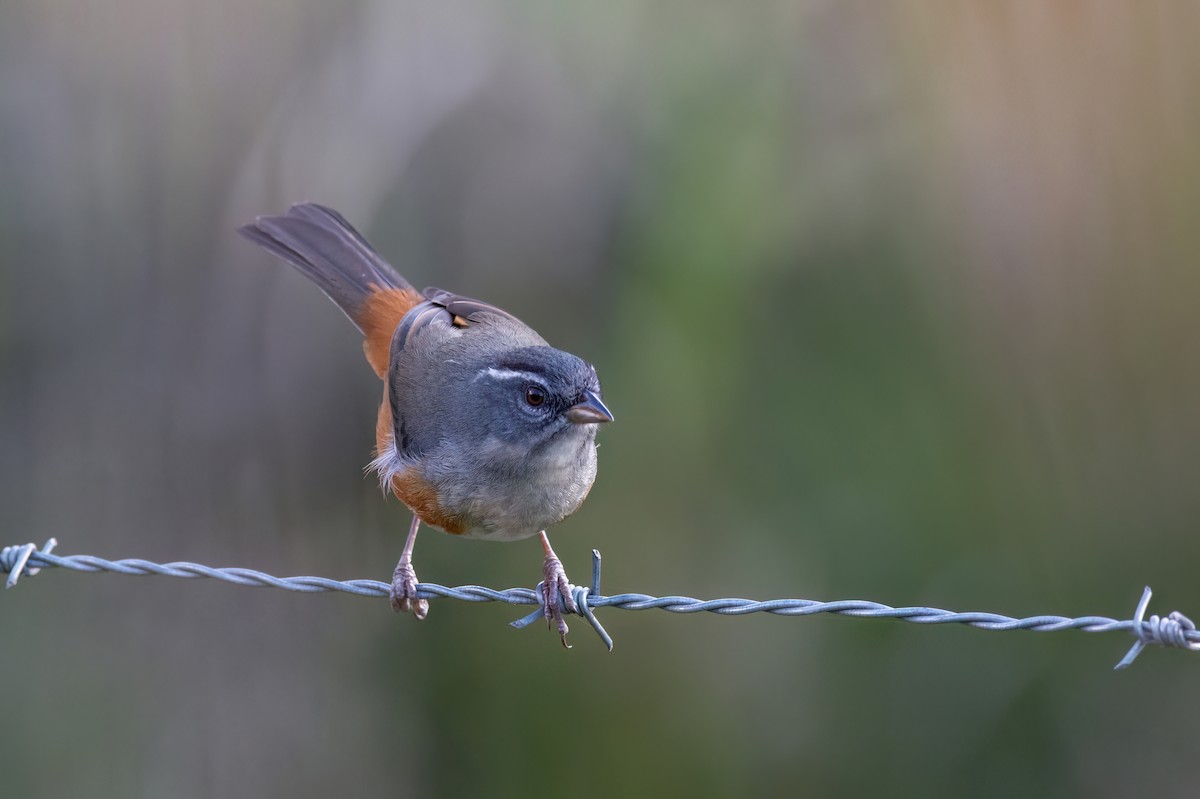 Gray-throated Warbling Finch - Marcos Eugênio Birding Guide