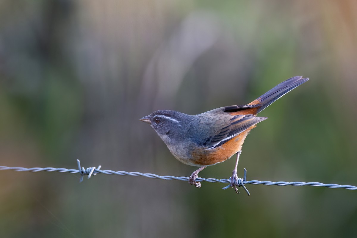 Gray-throated Warbling Finch - Marcos Eugênio Birding Guide