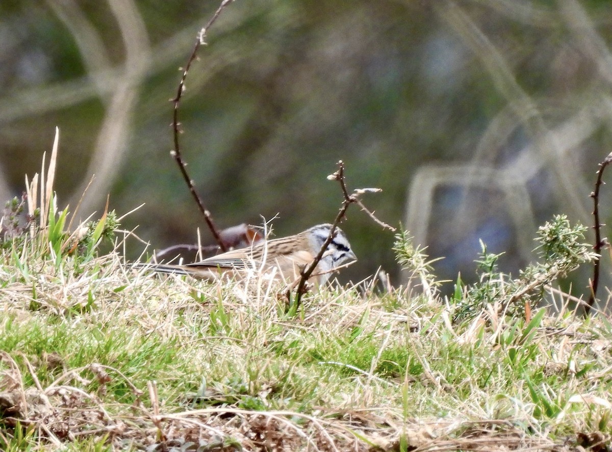 Rock Bunting - ML541506251