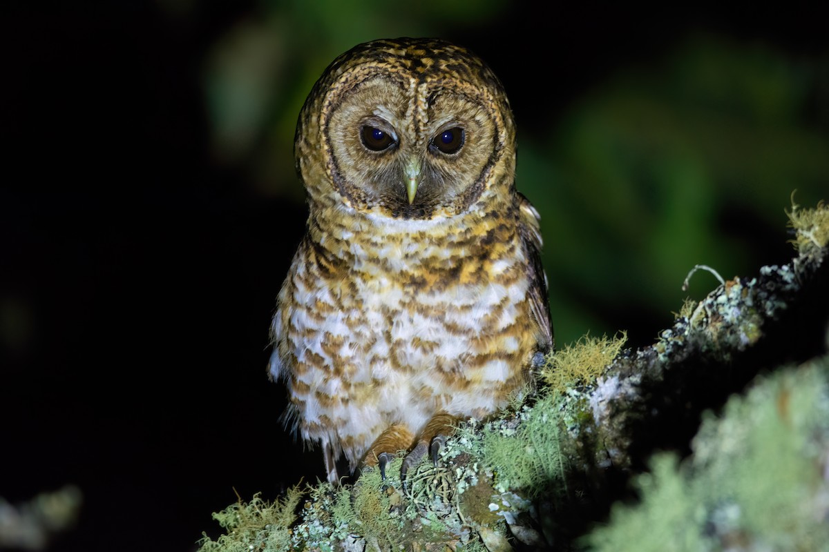 Rusty-barred Owl - ML541506271