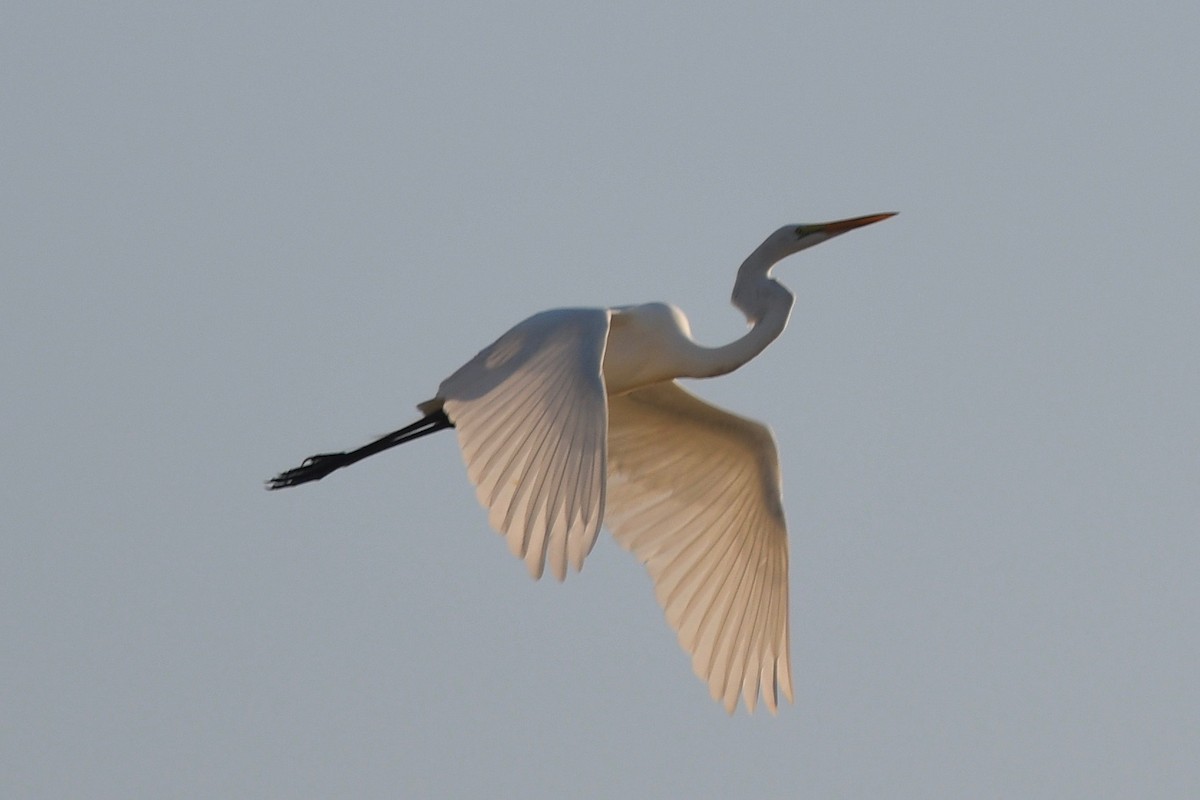 Great Egret - ML541506431