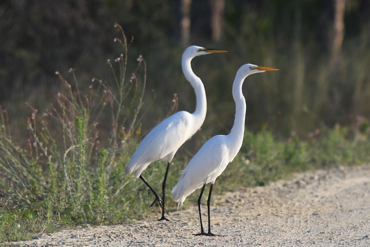 Great Egret - ML541506441