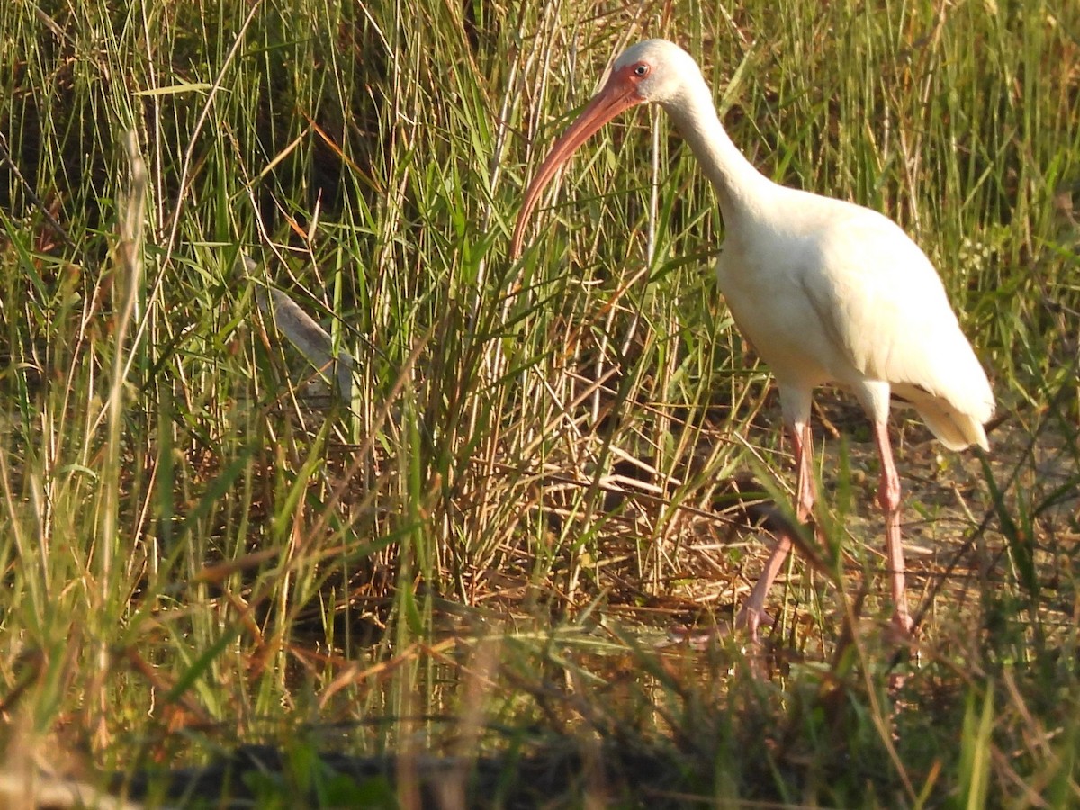 ibis bílý - ML541506551