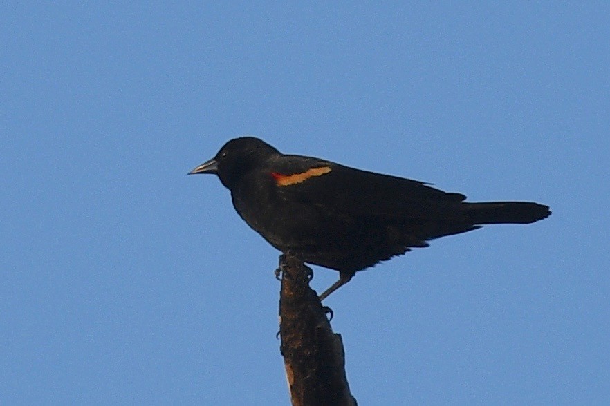 Red-winged Blackbird - ML541507181