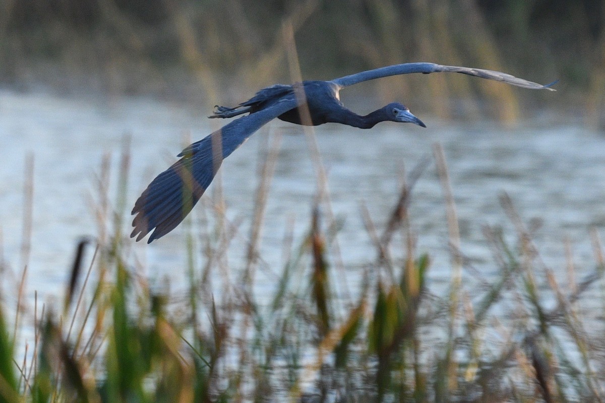 Little Blue Heron - ML541507611