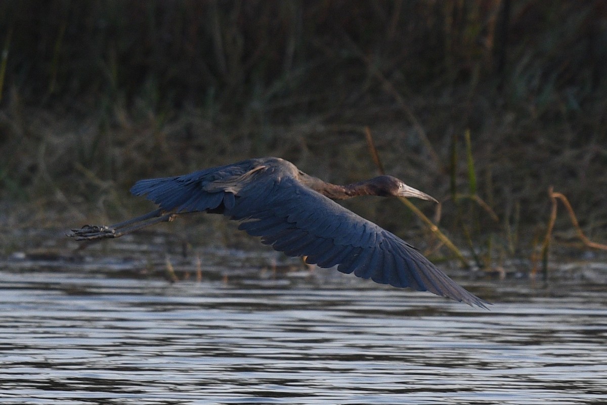 Little Blue Heron - ML541507621