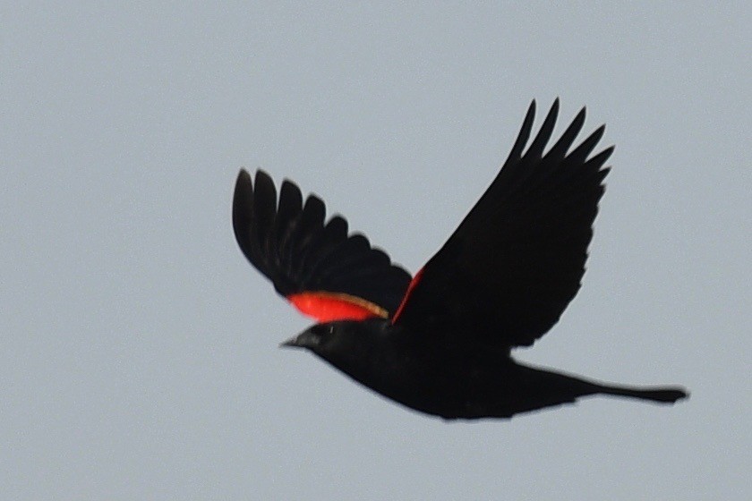 Red-winged Blackbird - ML541507721