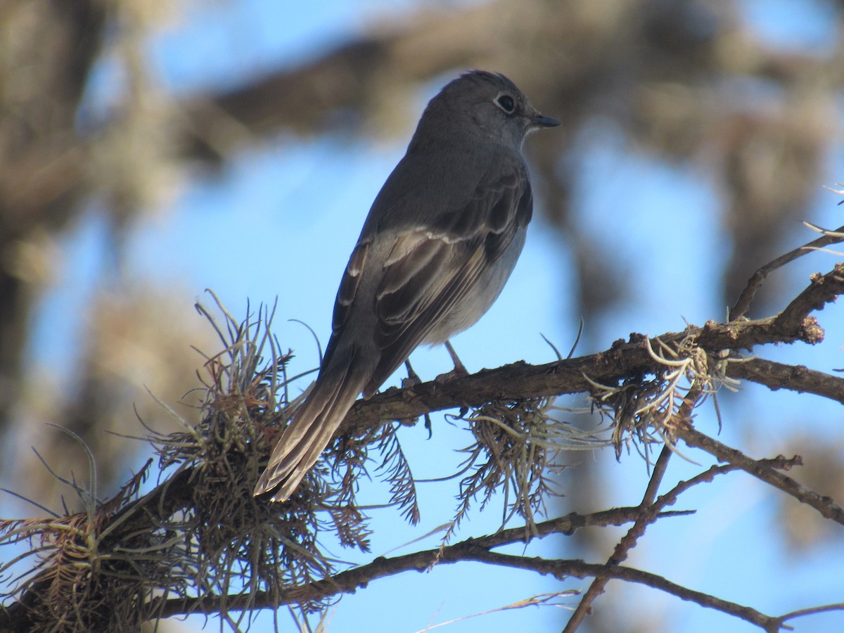 Townsend's Solitaire - ML541508761