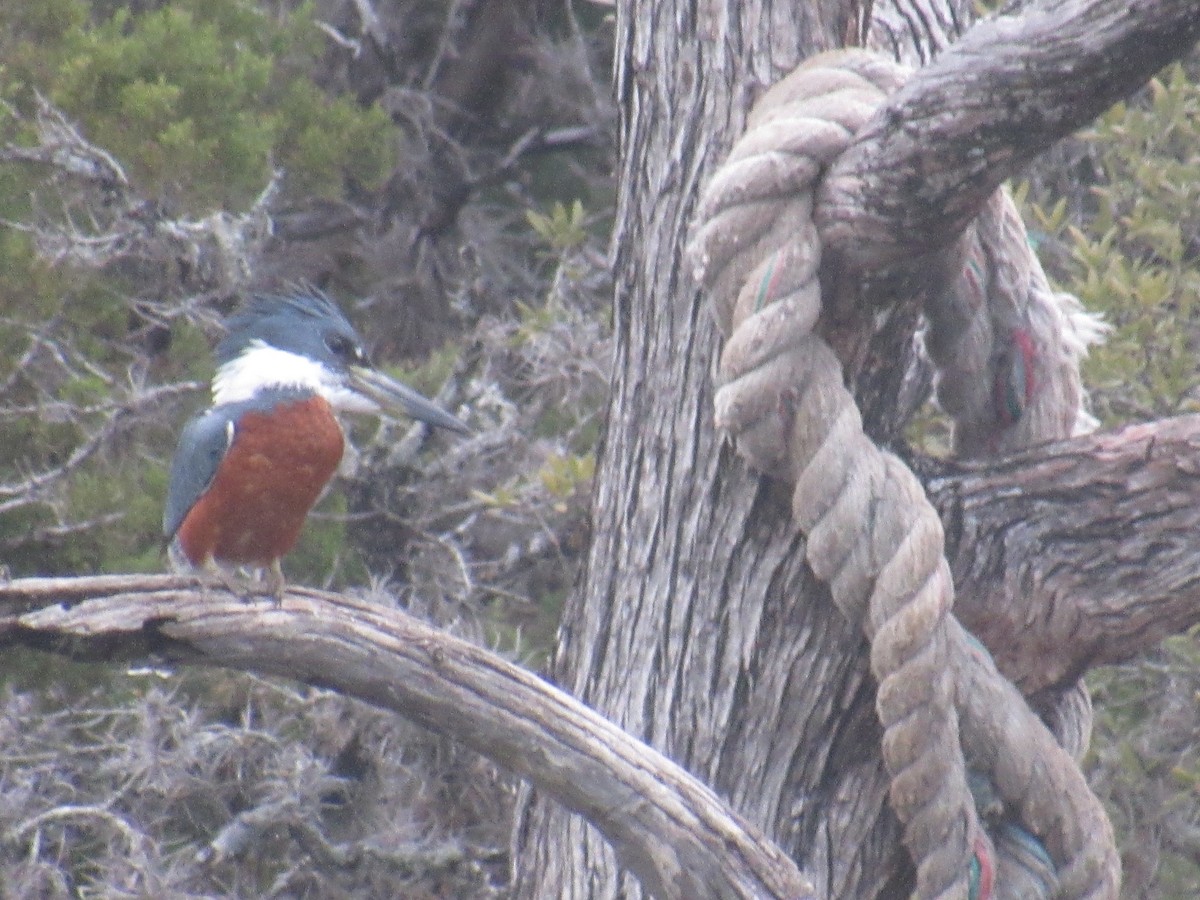 Ringed Kingfisher - ML541508941