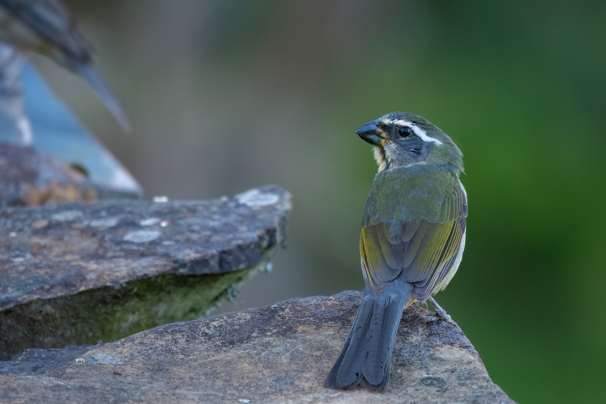 ハシブトイカル - ML541511631