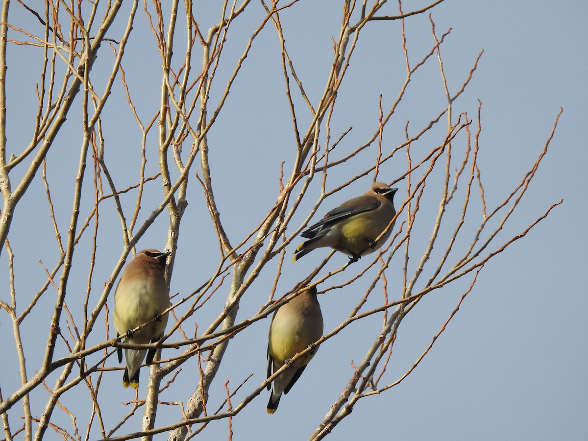 Cedar Waxwing - ML541511971