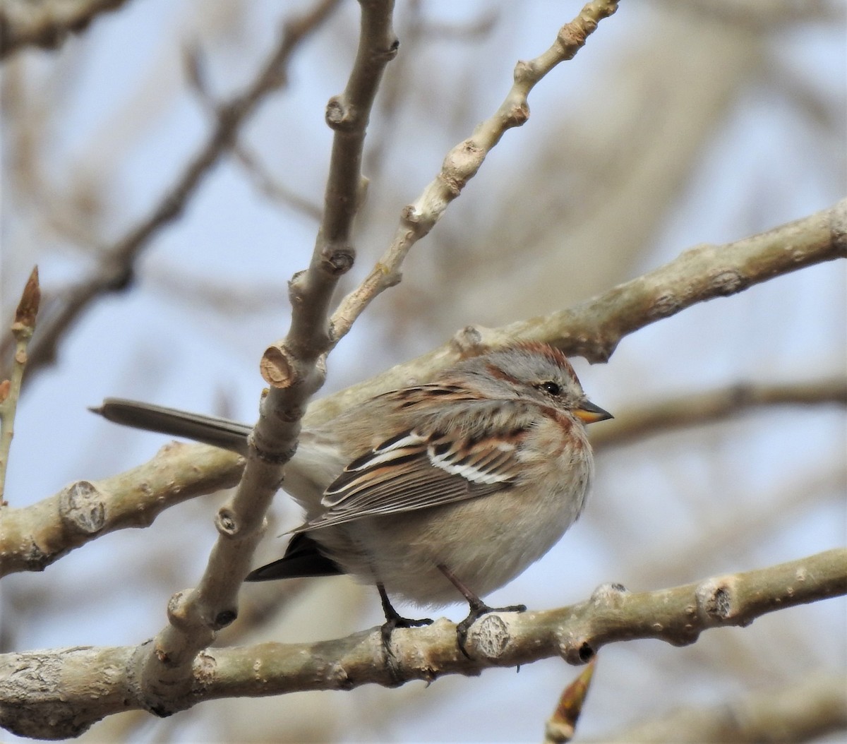 American Tree Sparrow - ML541512021