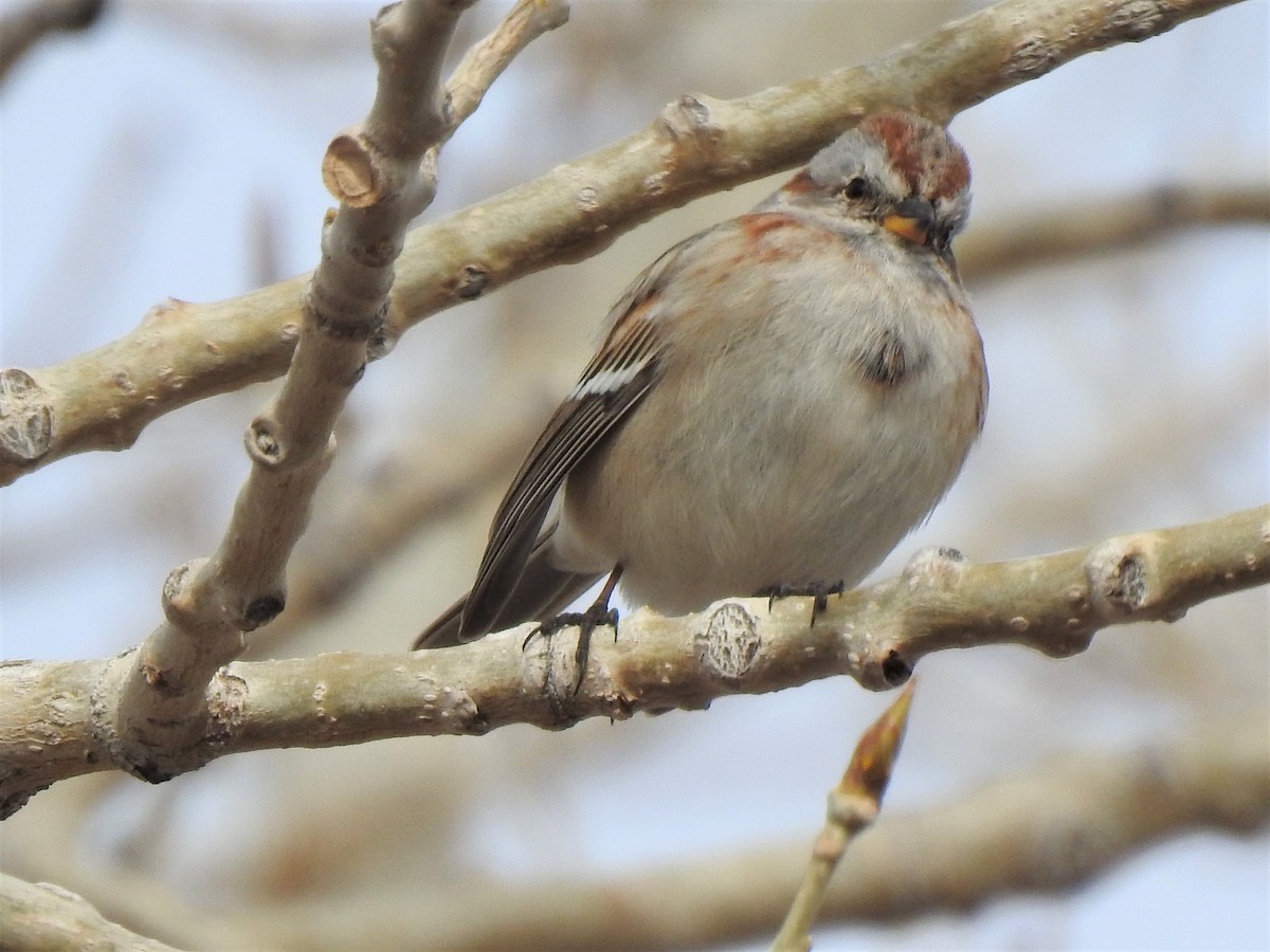 American Tree Sparrow - ML541512051