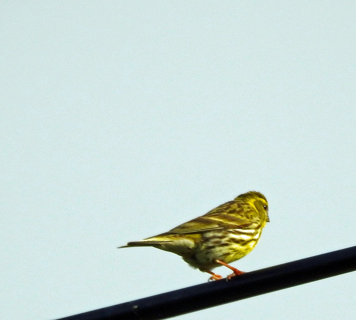 European Serin - ML54151261