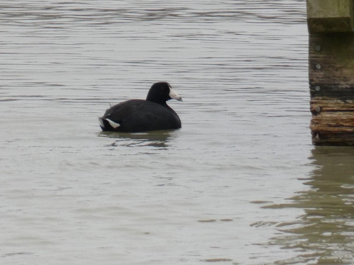 American Coot - ML541513481