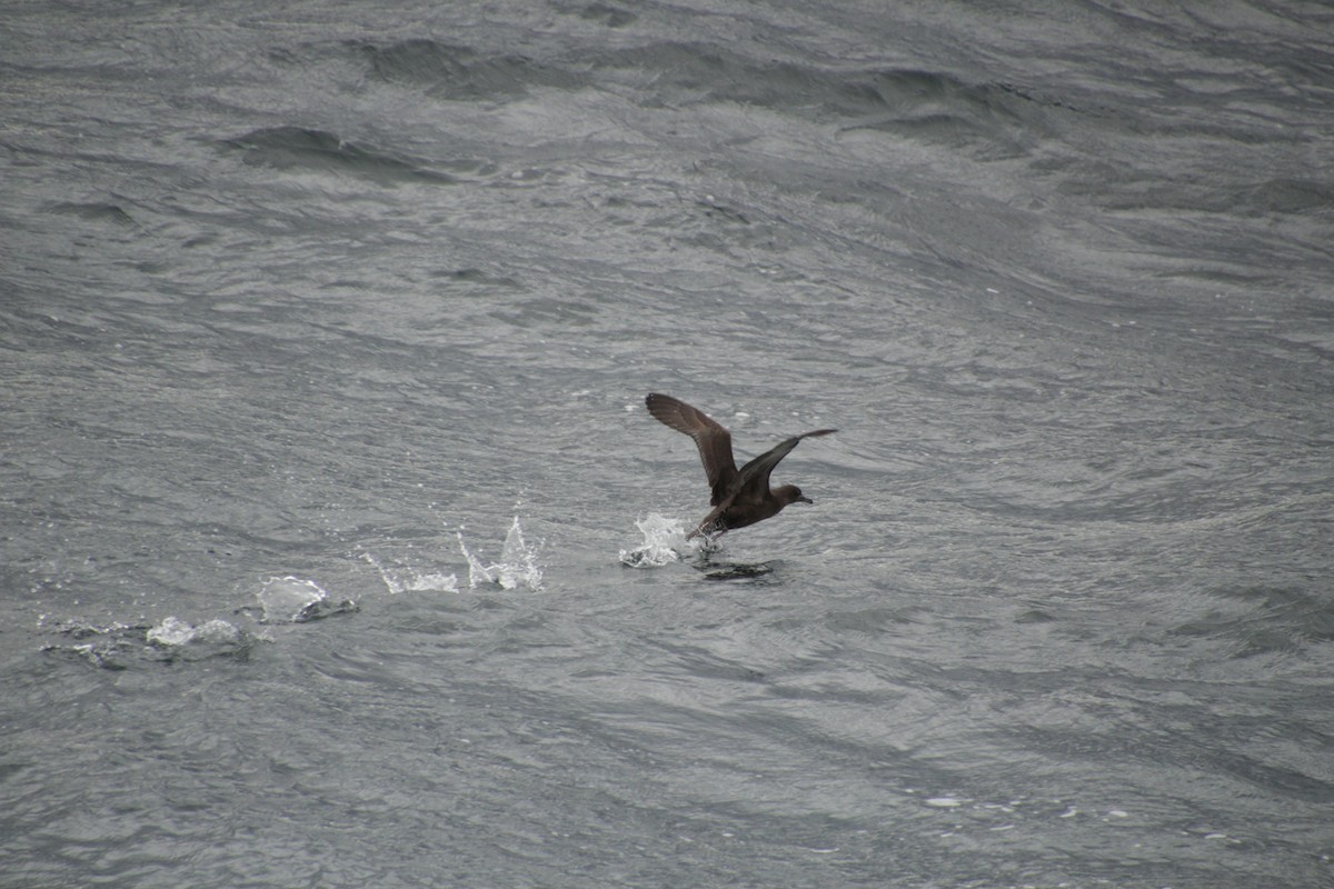 Sooty Shearwater - Guillaume Calcagni