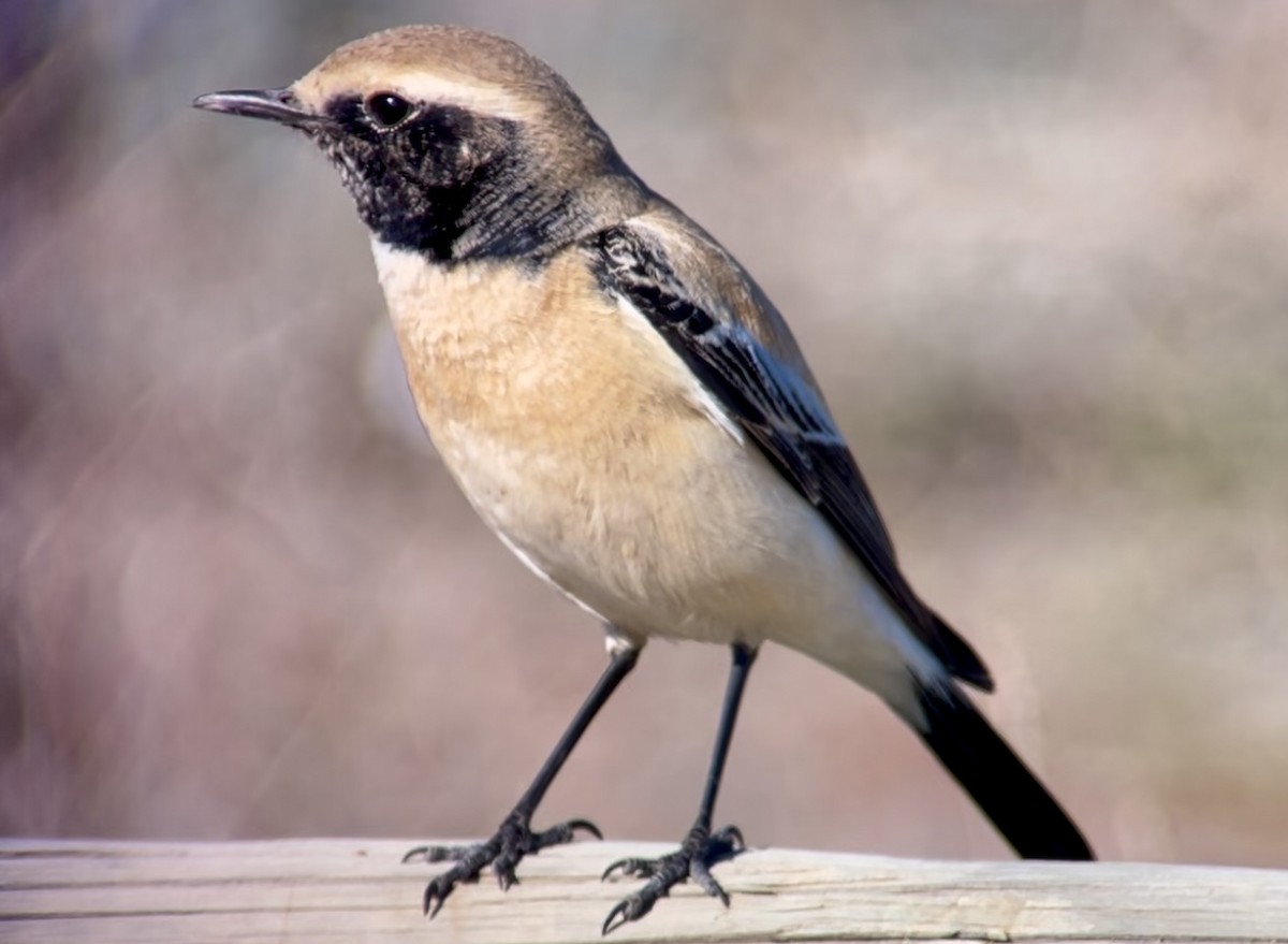 Desert Wheatear - Patrick Finch