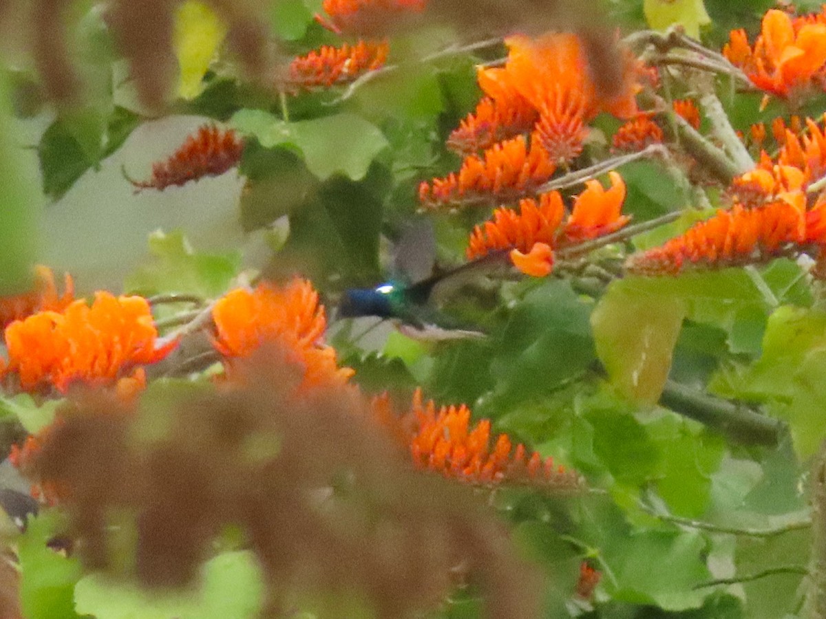 kolibřík bělokrký - ML541514651
