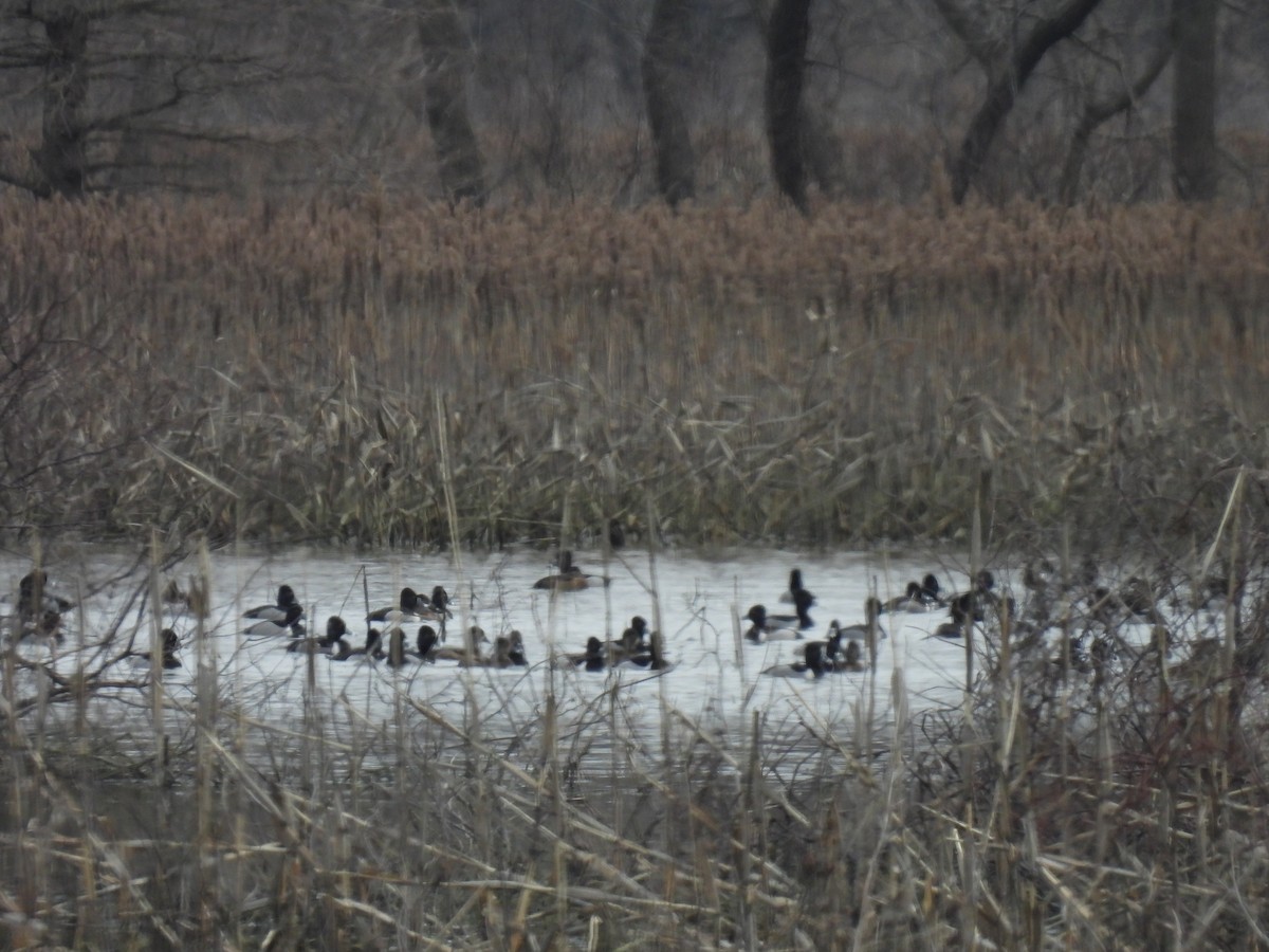 Ring-necked Duck - Cindy Leffelman