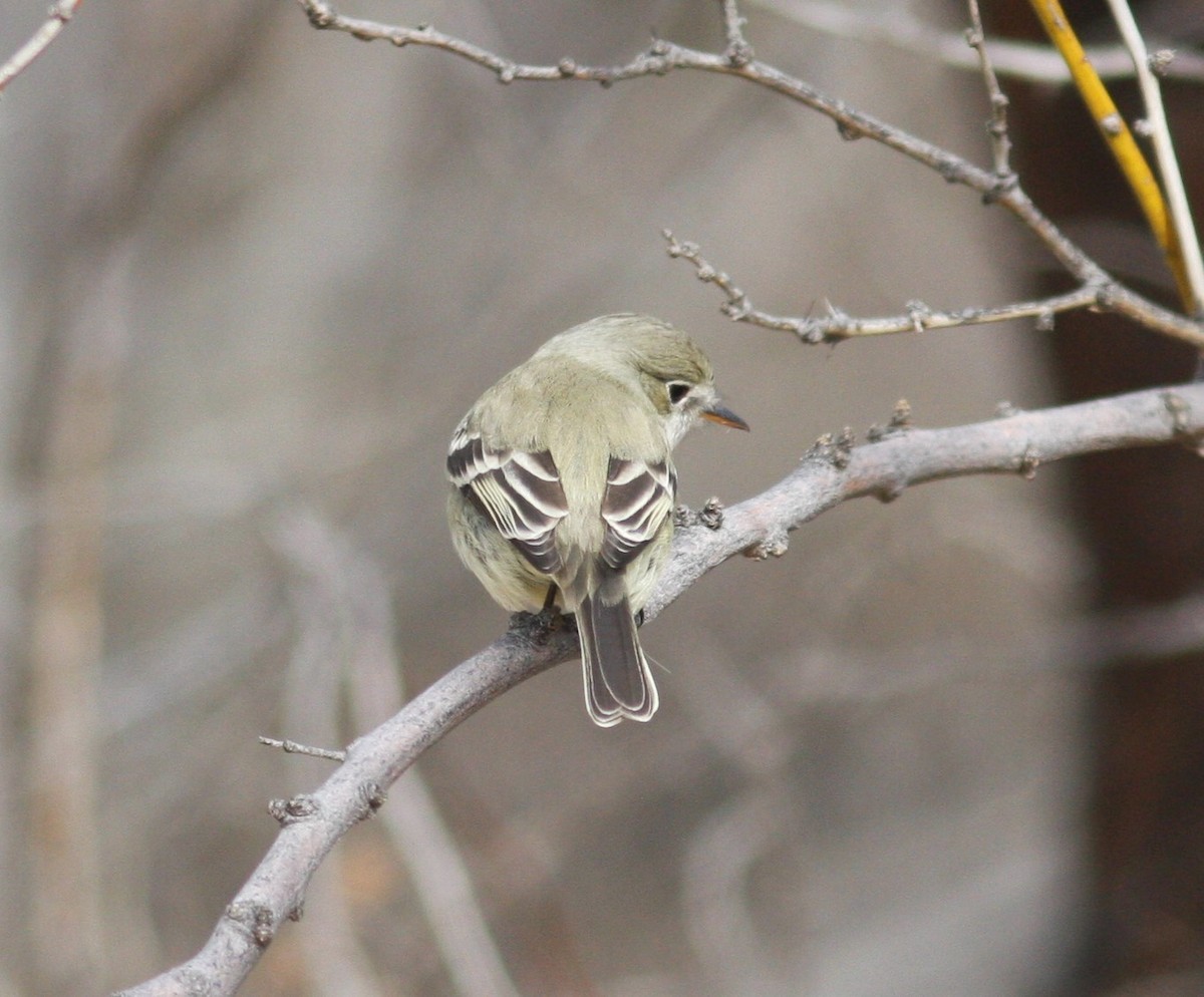 Gray Flycatcher - ML541515711