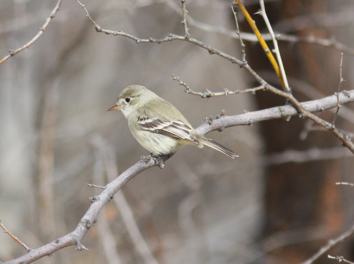 Gray Flycatcher - ML541515721