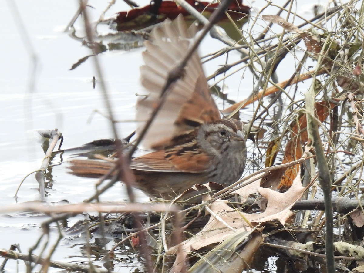 Swamp Sparrow - Cindy Leffelman