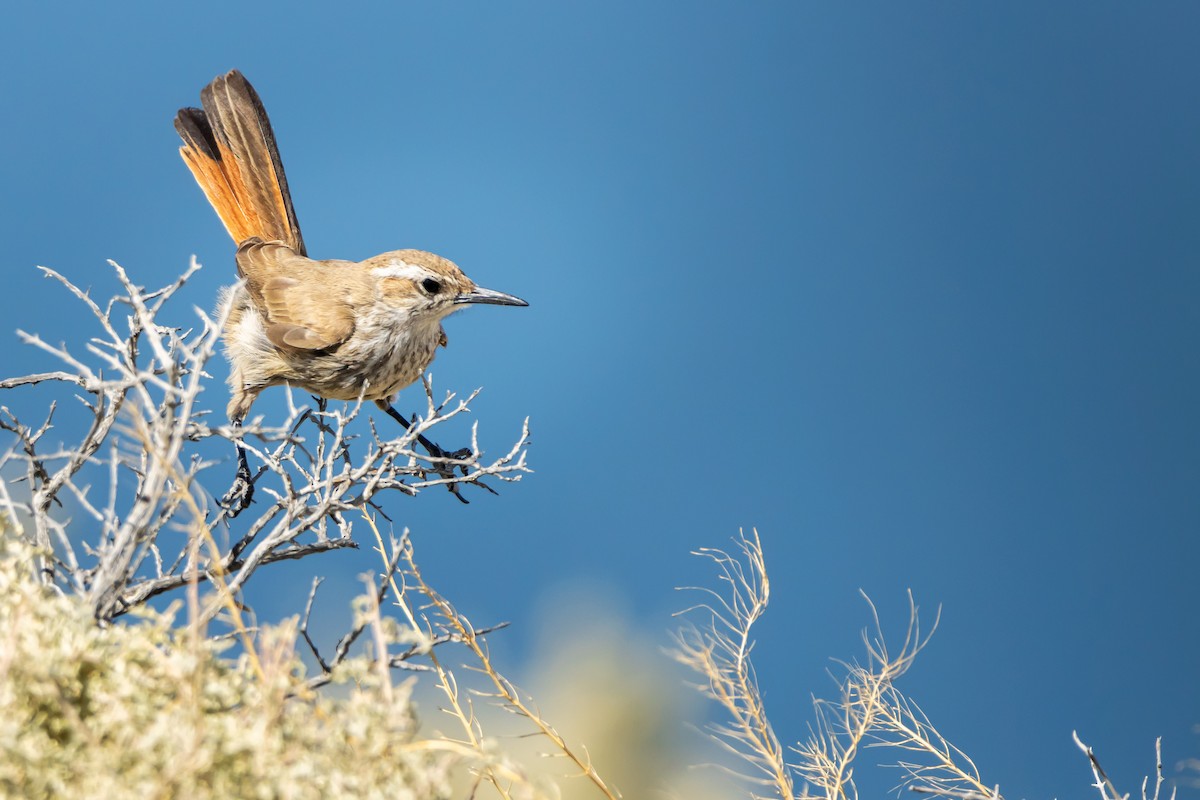 Band-tailed Earthcreeper - ML541516261