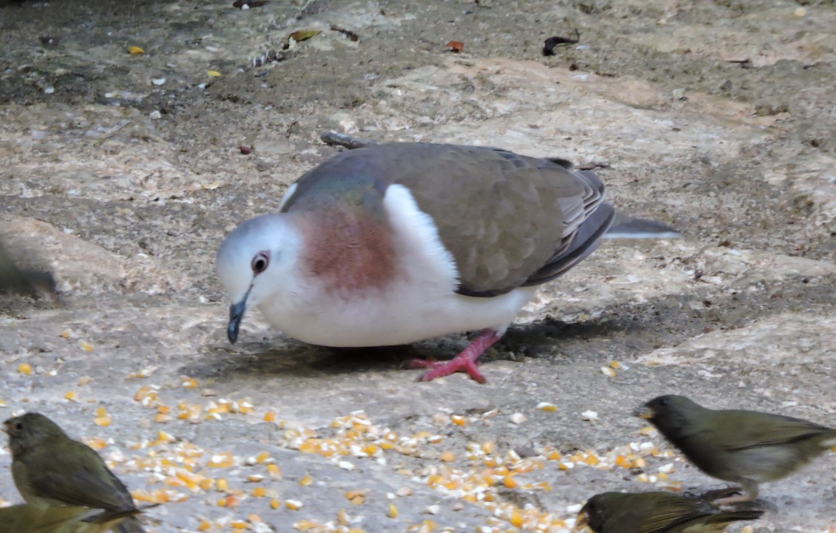 Caribbean Dove - ML541516461