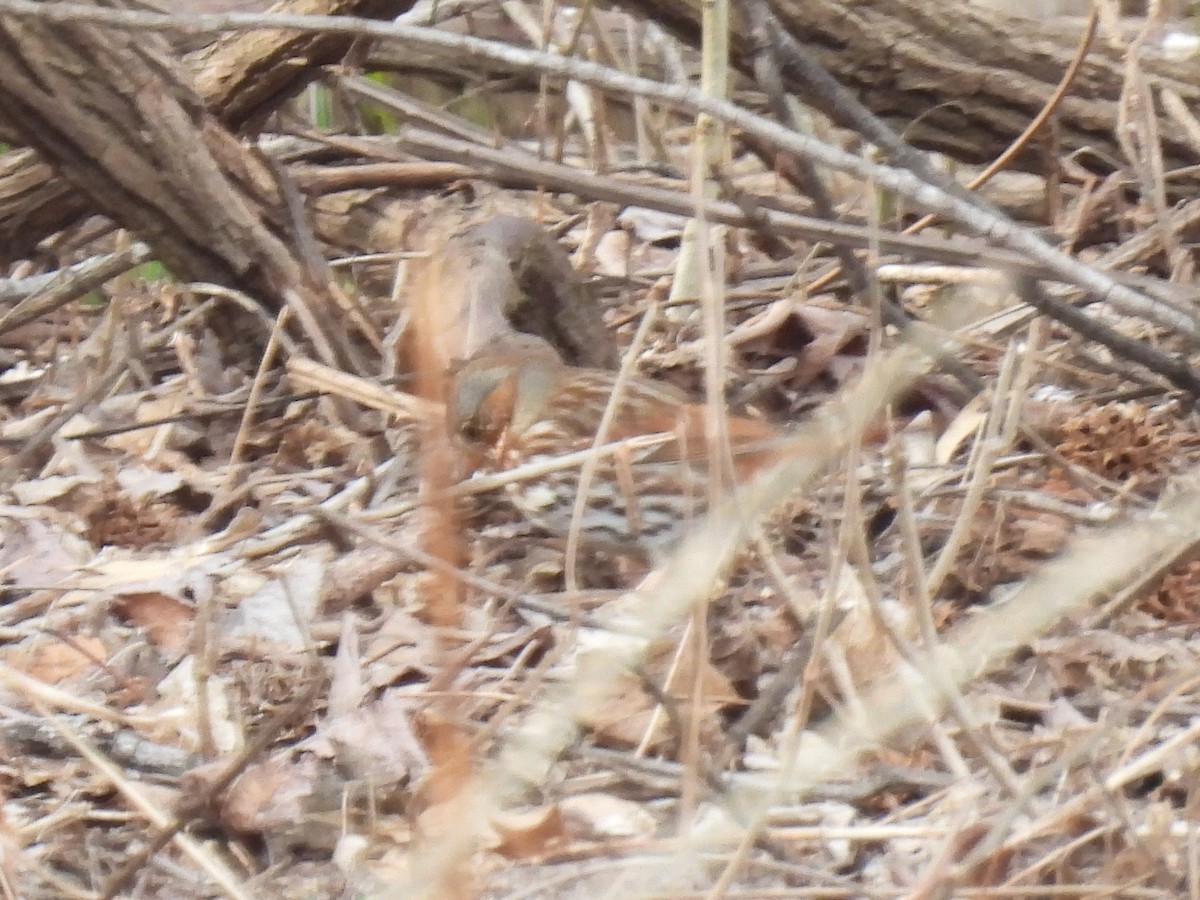 Fox Sparrow - Cindy Leffelman