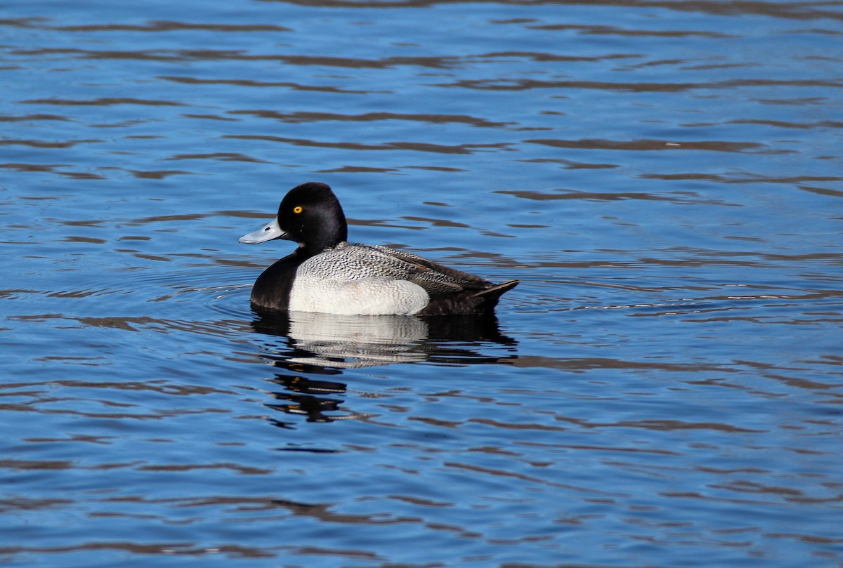 Lesser Scaup - Zachary Holderby