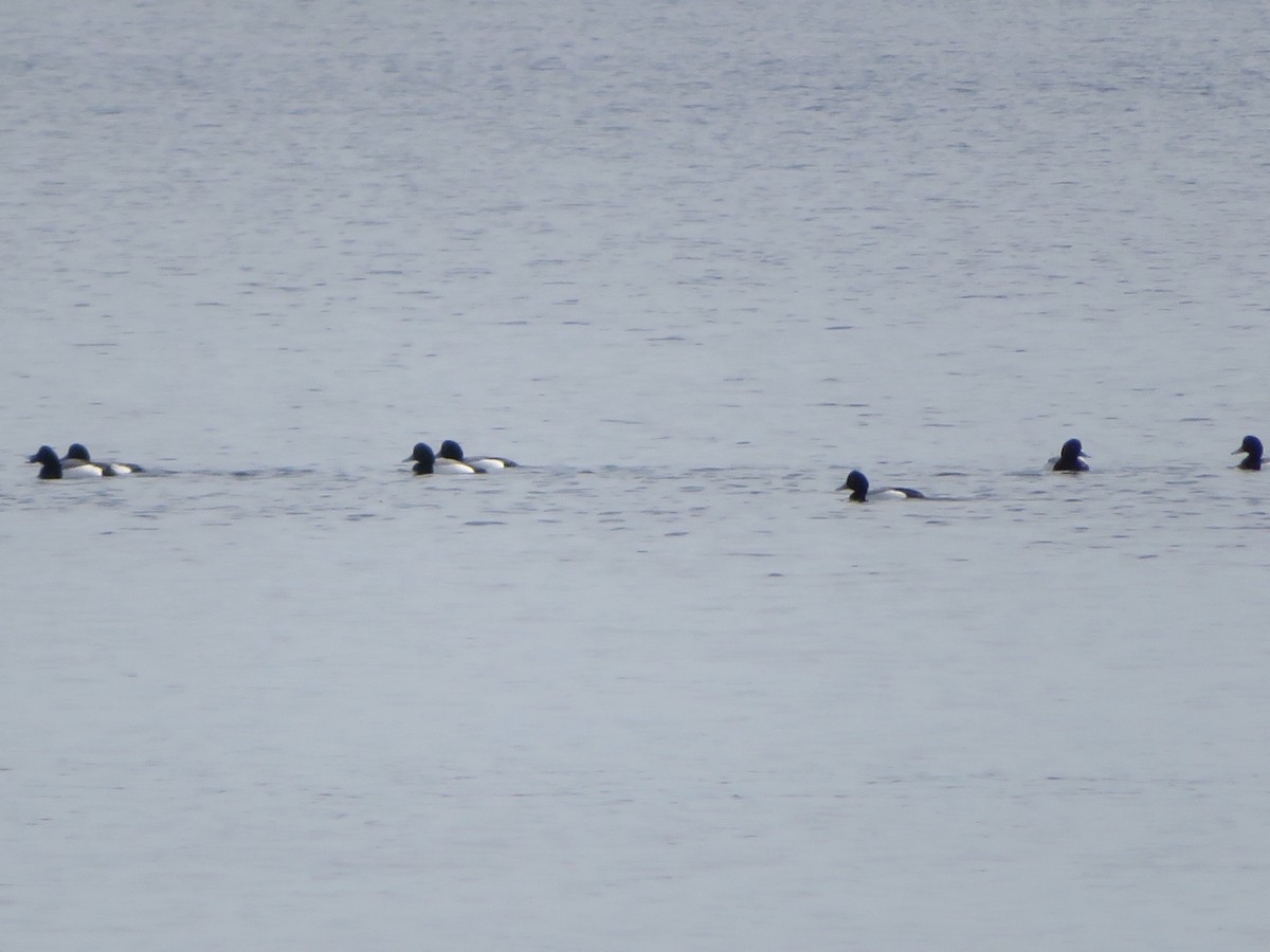 Greater Scaup - ML541517331